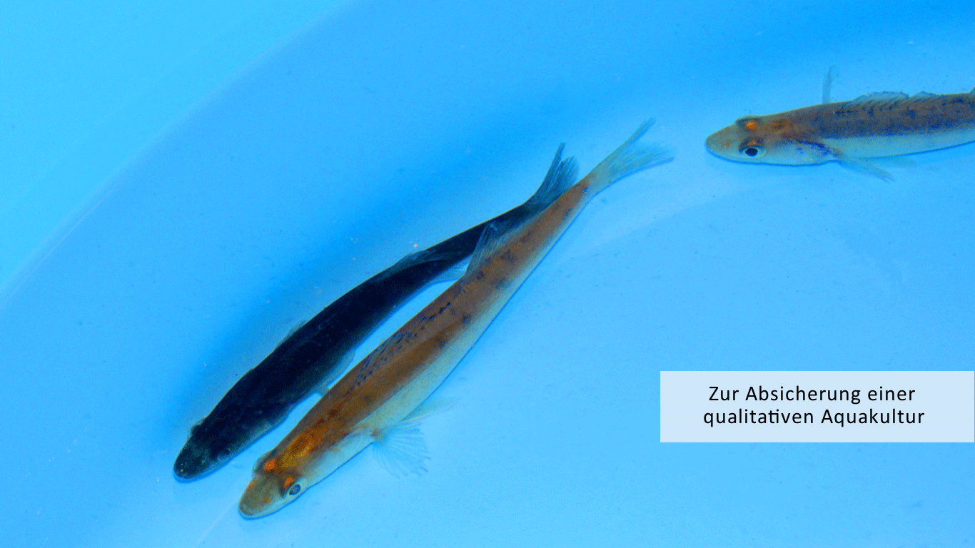 Schnelltest zur Besatzfisch Qualität in Aquakultur Kreislaufanlagen hier bei Sander lucioperca als Hilfe für Ihre Fischzucht. Slogan: zur Absicherung einer qualitativen Aquakultur. Qualitätsmanagement heißt Risikominimierung.
